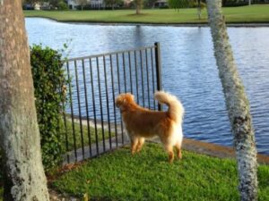 Golden Retriever Watches Friends Safely with Our Dog Park Fencing