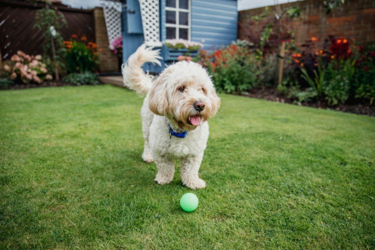 A dog playing on the lawn with a secure wooden fence installed by Alpine Fence Co. in Seattle, WA